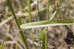 Carolina canarygrass